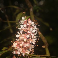 Humboldtia laurifolia Vahl